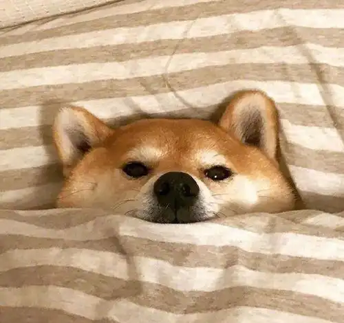 这个星座的人就像一面镜子,易燃易怒易爆炸却又理智天秤座
