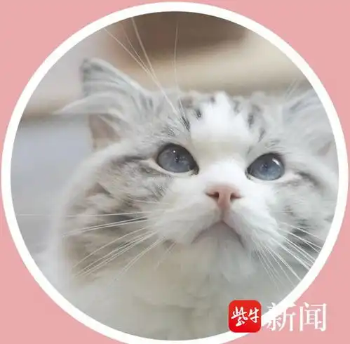 毕业季职业大揭秘3凶猫洗澡师最严重一次整只手被咬穿,但也真的很爱它们
