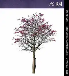 美丽异木棉植物素材
