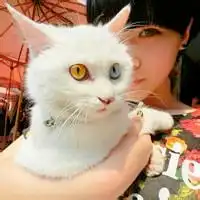 男女抱猫黑白情侣头像图片