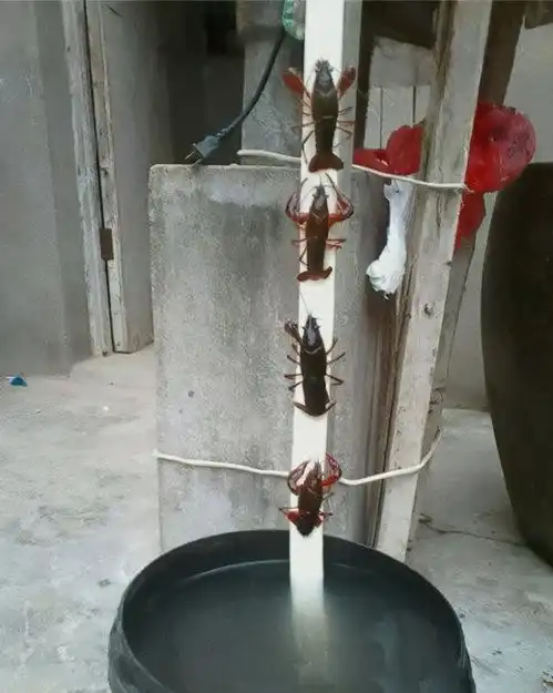 开心一刻每次去这里,都有种去青楼的感觉小龙虾大迁移
