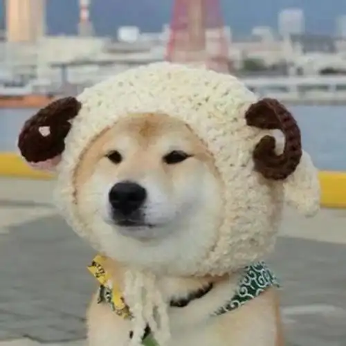 有哪些猫猫狗狗的头像
