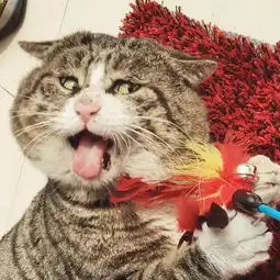 这只小确丧的猫彻底火了还有让猫生绝望的悲催日常
