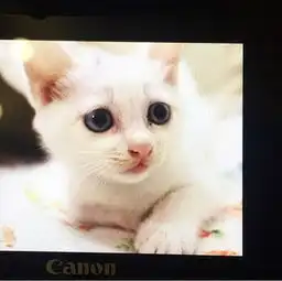 完全是猫妈妈心态
