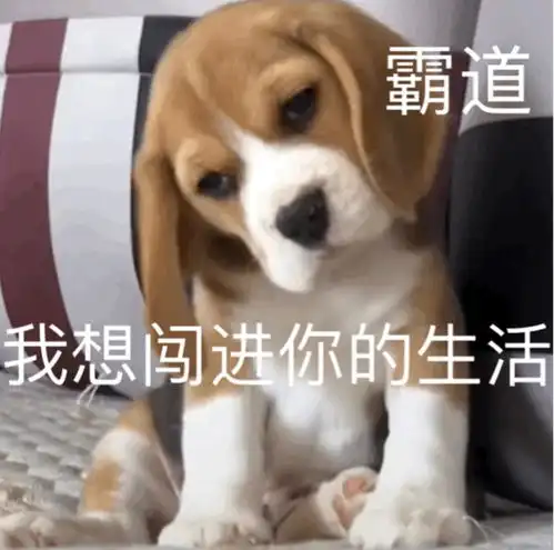 有没有事业型小摩尔愿意加入我的小镇