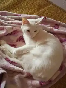 晒猫日如果一切都不顺利的话,那就去撸猫吧
