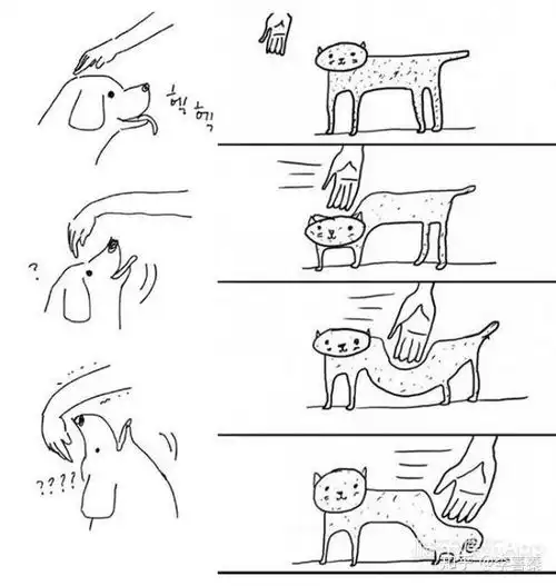 养猫和养狗有什么不同
