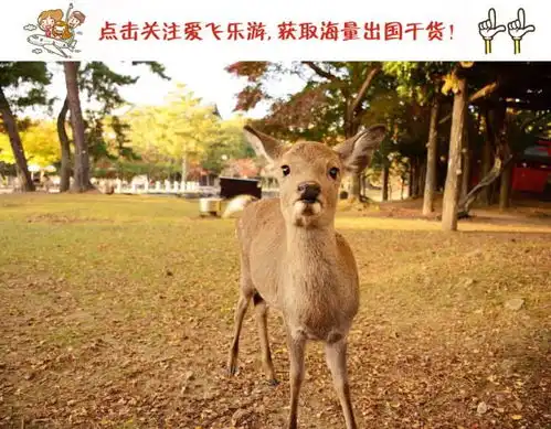2018日本奈良旅游攻略,吃喝玩乐交通指南,撩鹿也要讲技巧
