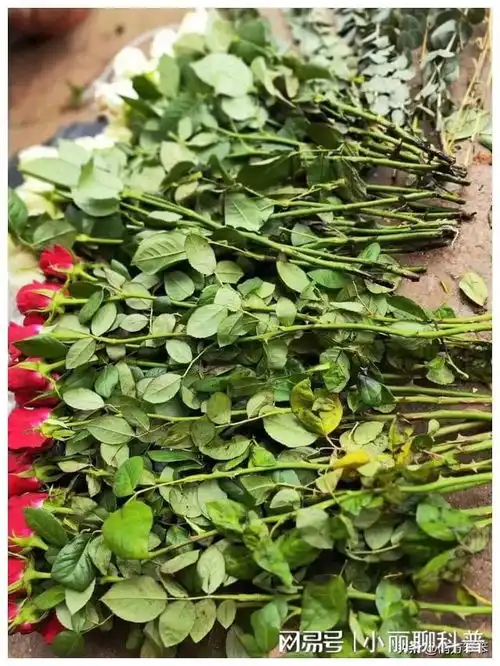 情人节,我拿了100朵玫瑰花去卖,可只卖了28块钱