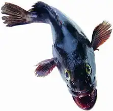 食材海鲜0081图饮食水果图库设计素材库网络设计素材
