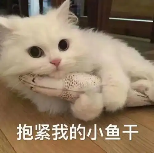 扩散因为这件日常小事,导致我的猫在医院抢救8小时,差点猝死
