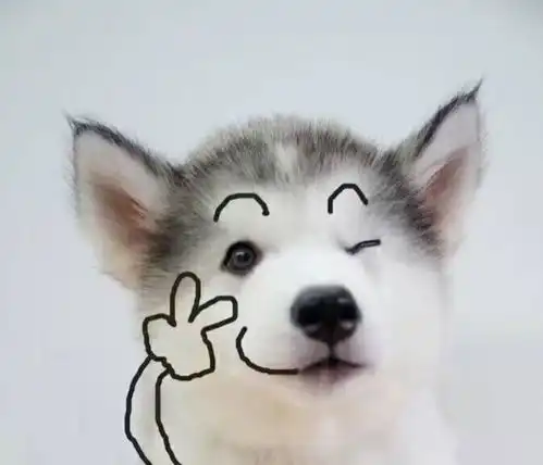 有哪些猫猫狗狗的头像
