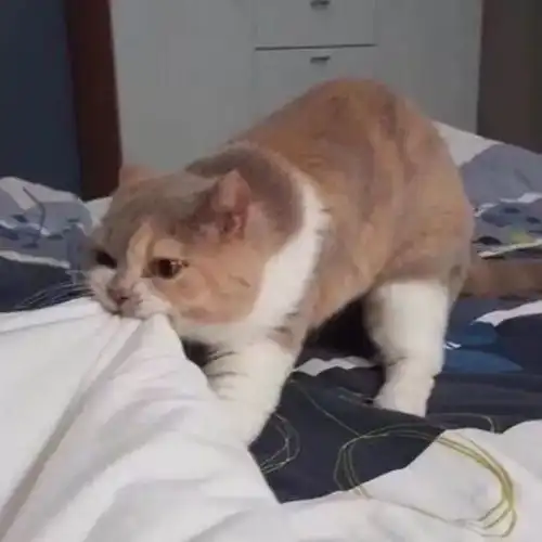 头像超萌的狗狗和猫咪头像
