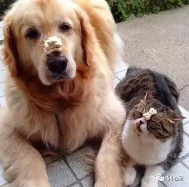 猫和狗,谁更聪明答案竟然是这样
