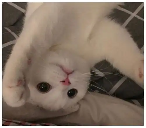 新手养猫技巧如何避开渣男骗局,买到健康又粘人的猫咪
