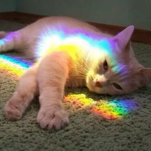 超萌的狗狗和猫咪头像
