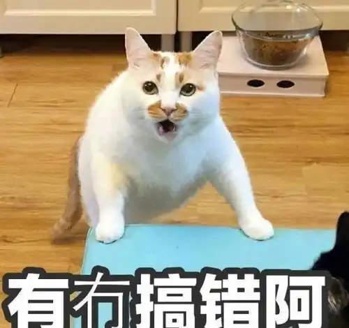 猫咪为什么老是尿床呢有可能是你鼓励它的哟
