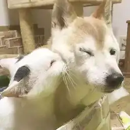 当你怀疑毛球傻,你应该问自己这些问题
