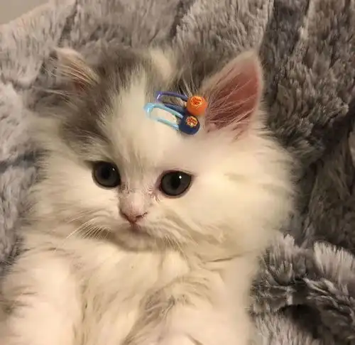 这么可爱的小猫咪是哪里跑出来的,怕是公主转世吧
