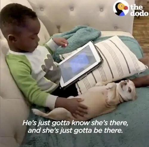 十三岁的吉娃娃帮助男童治愈心理疾病
