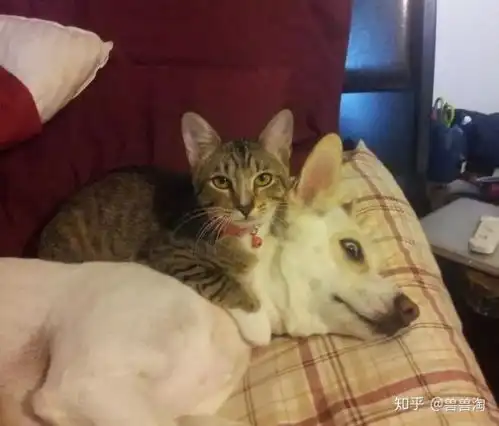 猫狗双全的人生是一种什么样的体验
