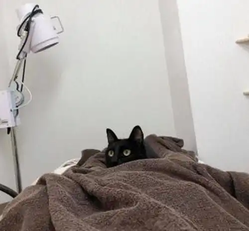 猫咪成按摩店最火男公关,脾气还不小,只愿服务女性客人
