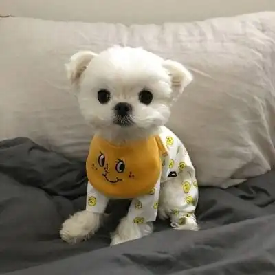 好看的狗狗微信头像狗狗头像萌图片大全
