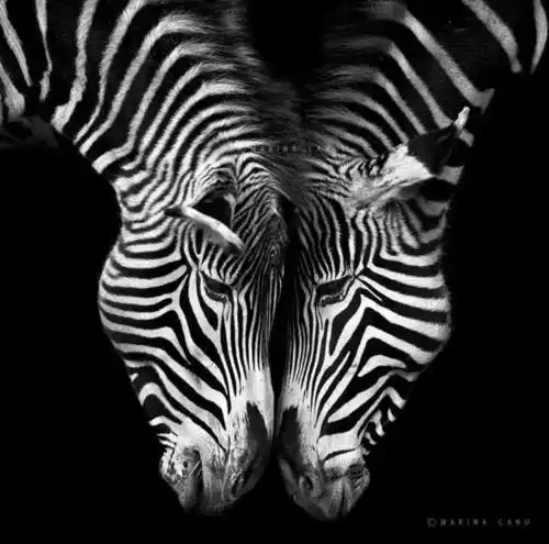 女摄影师勇闯非洲拍野生动物
