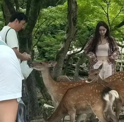王思聪带新女友懒懒喂梅花鹿,网友吐槽王思聪对这里很专一
