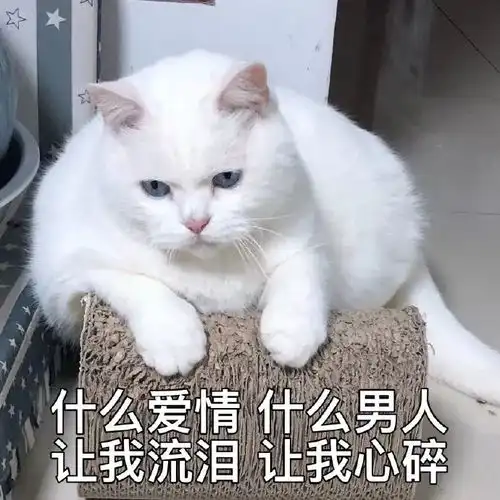 好奇猫咪是怎么过520的为此,我们采访了68只猫和4只狗
