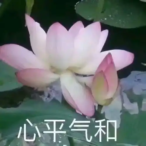 哔哩哔哩专栏