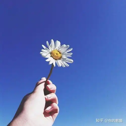 有哪些适合做手机壁纸
