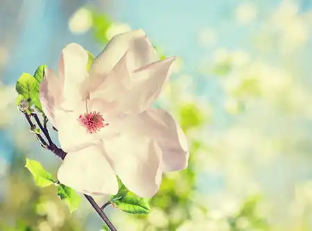 2019年猪年属鸡人官运如何
