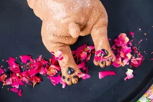 新晋流量ins风口红小奶狗直击少女心还有男生挚爱的路飞同款
