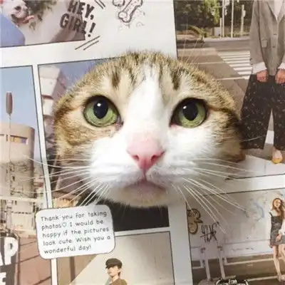 超萌猫咪情头一对两张做你的喵星人
