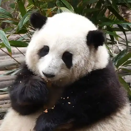 熊猫花花怎么画可爱呆萌又逼真今日头条
