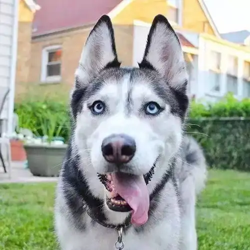 流弊涨脸美国芝加哥一哈士奇当上了搜救犬
