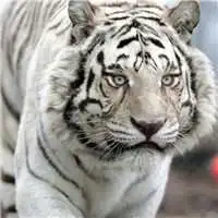 猛兽白老虎头像图片霸气微信头像图片大全
