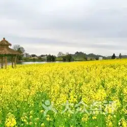 潼南油菜花景区门票地址地图攻略潼南区

