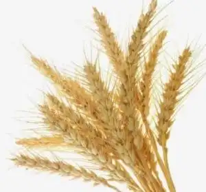 麦子
