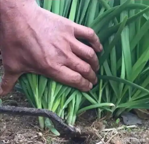 股价8次腰斩,连续42个跌停,从45元跌到1毛8,这还怎么玩
