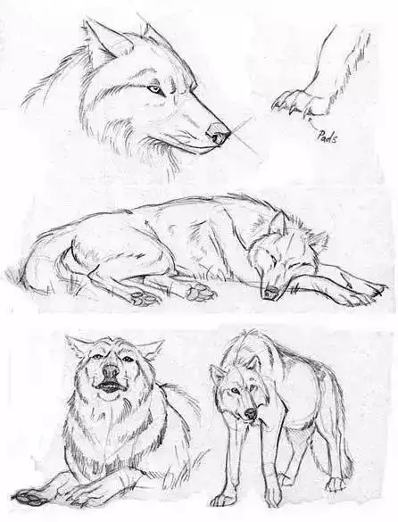 绘画素材狼的一些画法

