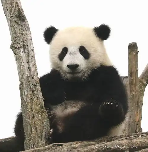 八一八大熊猫中的妻管严貌似大陆以外的大熊猫夫妻都是女强男弱
