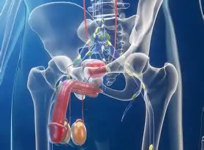 前列腺的位置在哪里它的作用是什么
