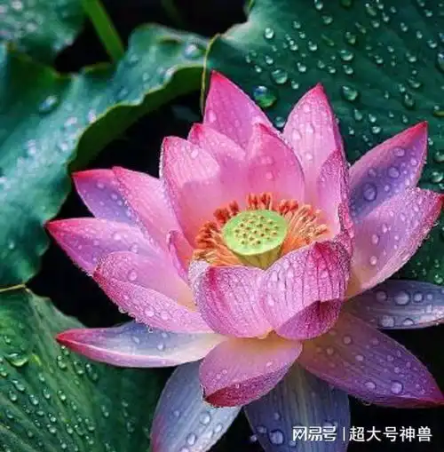 为人最大的智慧,是释怀
