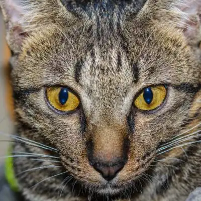 一只灰色的小猫特写,可爱猫咪头像萌图片
