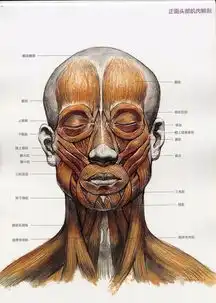 干货头像应该这么画
