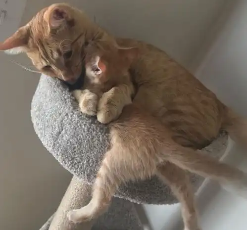 母猫想爬树叼走4只小猫,却被男子扔石子赶走,3周后带病见到孩子
