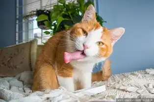 摄影师拍喵星人吃猫薄荷表情销魂
