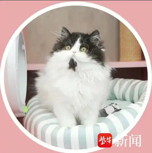 毕业季职业大揭秘3凶猫洗澡师最严重一次整只手被咬穿,但也真的很爱它们
